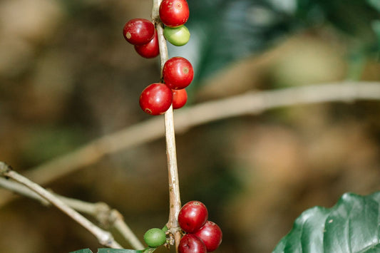 Ripe red and green coffee cherries on the branch